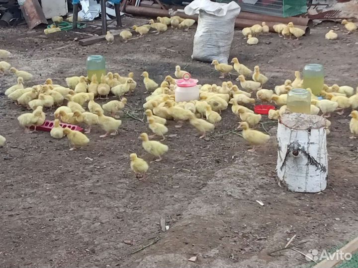 Гусята Линда