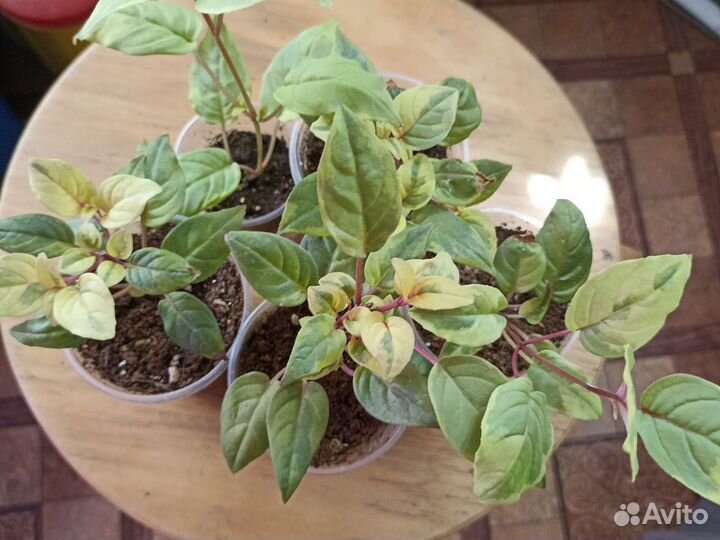 Фуксия Голд Маринка