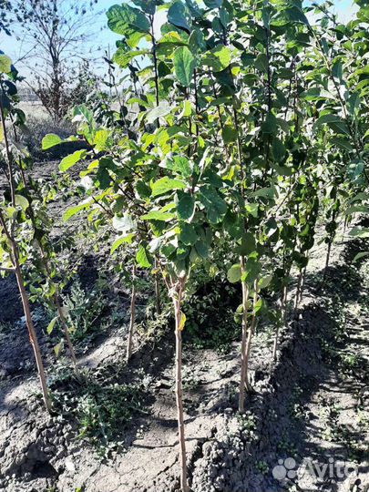 Саженцы плодовых деревьев (опт)