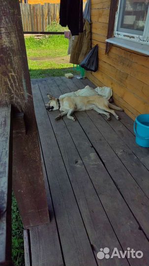 Отдам бесплатно собаку