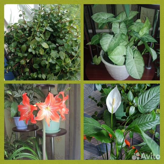 Пеперомия/Сингониум/гиппеаструм/спатифиллум