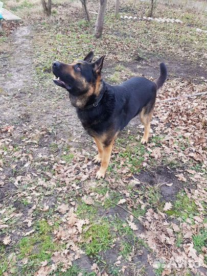 Немецкая овчарка вязка