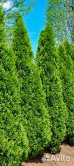 Туя Колумна Глобоза Вареана Смарагд Даника