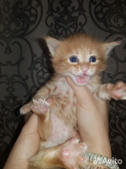 Котята мейн-кун рыжие