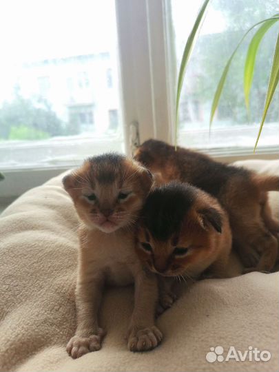 Абиссинские котята