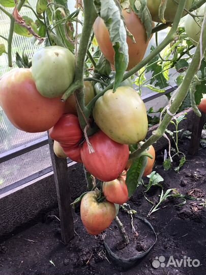 Семена очень редких урожайных томатов России и США