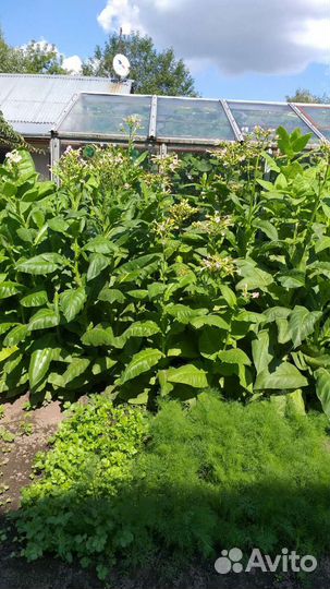 Семена табака