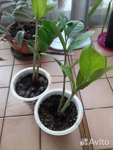 Замиокулькас, доллоровое дерево