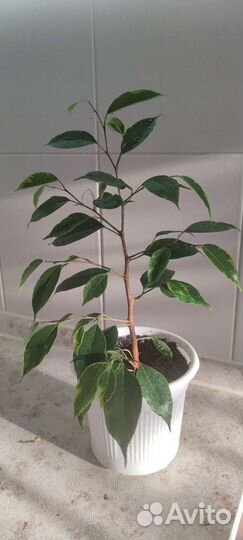 Фикус бенджамина