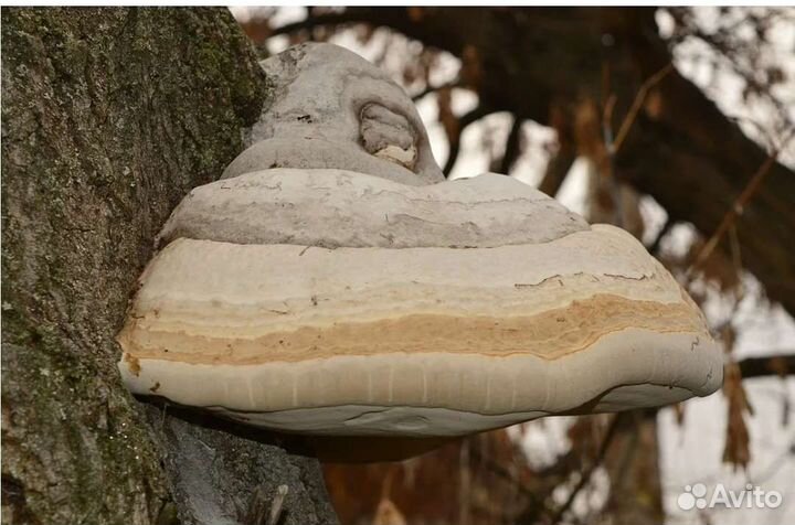 Гриб трутовик. Агарикус