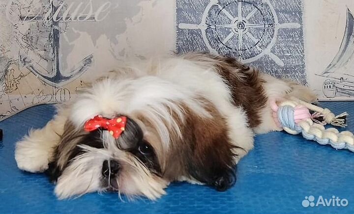 Собачка хризантема, львиная собачка1111