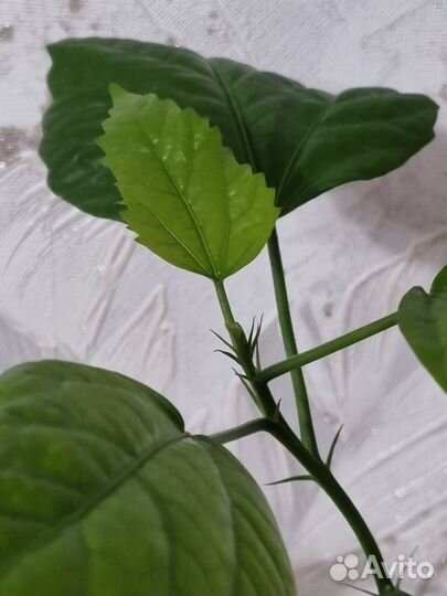 Гибискус китайская роза махровая