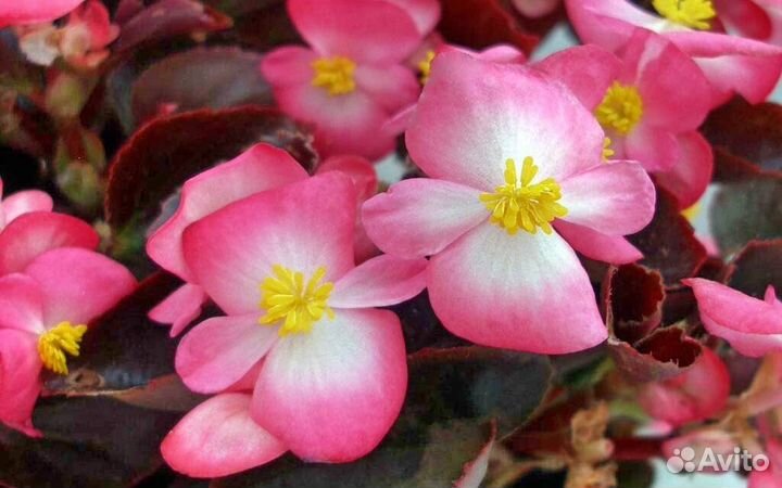 Герань флоксоцветная и др