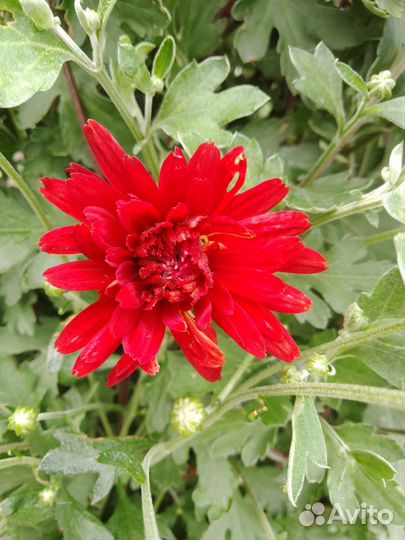 Хризантемы,пионы,Бузульник