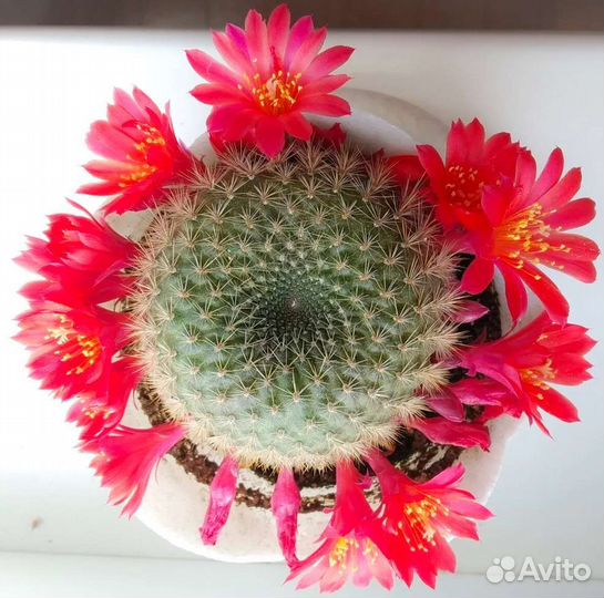 Кактус Ребюция. Гиппеаструм. Аспарагус Мейера