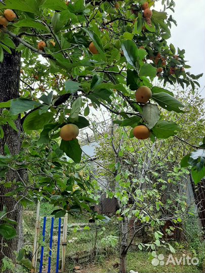 Хурма самосбор