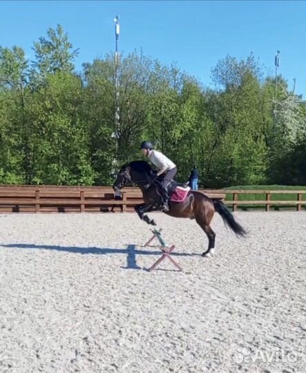 Верховая езда для детей Сокольники