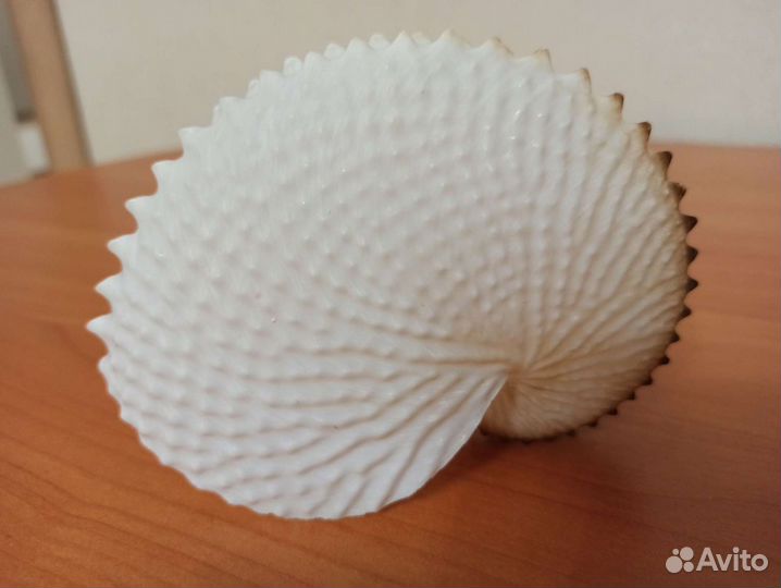 Морская раковина