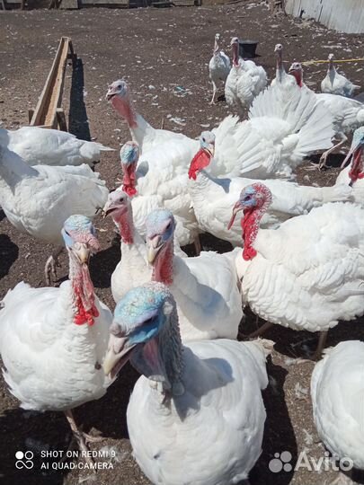 Индюки на мясо краснодарский край