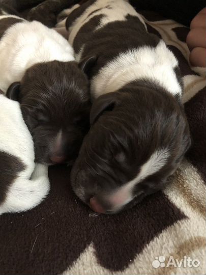 Щенки курцхаара