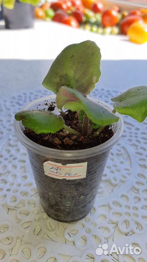 Сортовые фиалки