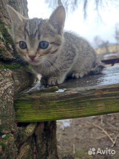 Бездомные котята