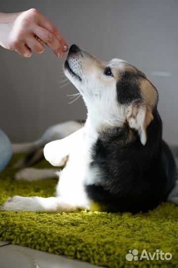 Собака в добрые руки отдам бесплатно