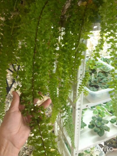 Папоротник