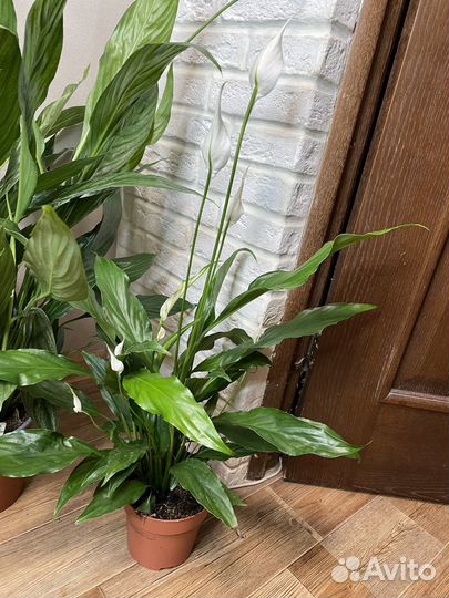 Спатифиллум женское счастье комнатные цветы