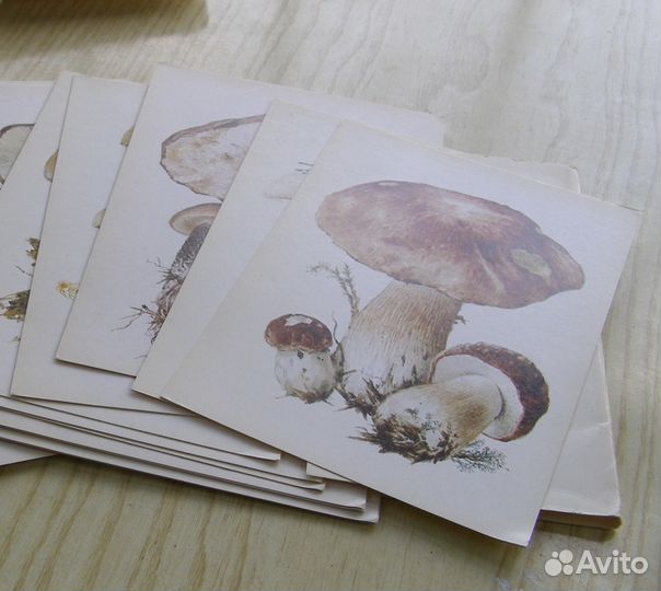 Комплект открыток СССР с изображением грибов