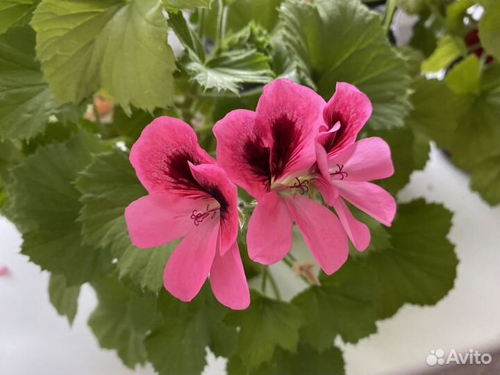 Пеларгония герань королевская