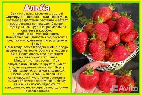 Саженцы клубники