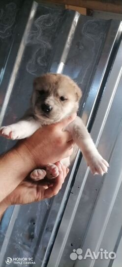 Щенки алабая