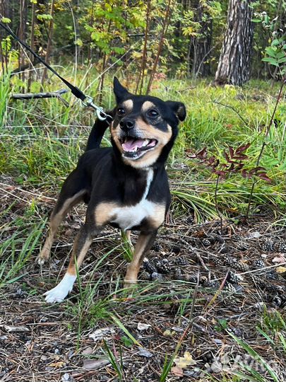 Собака в добрые руки