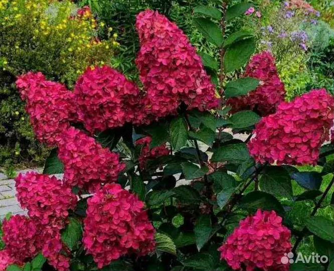 Гортензия Самарская Лидия
