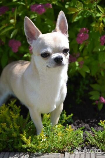 Просто красавчик