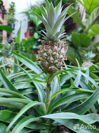 Комнатный ананас с плодами