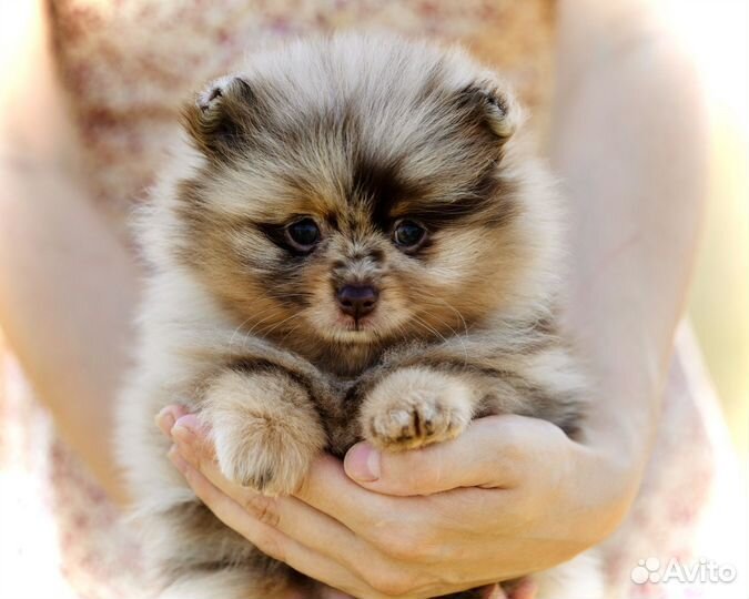 Шоколадно-мраморная малышка померанского шпица