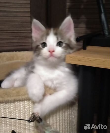 Мейн-кун Европейский тип 3-х месячный