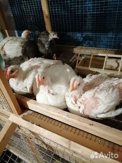 Цыплята бройлера Суточные и подрощенные