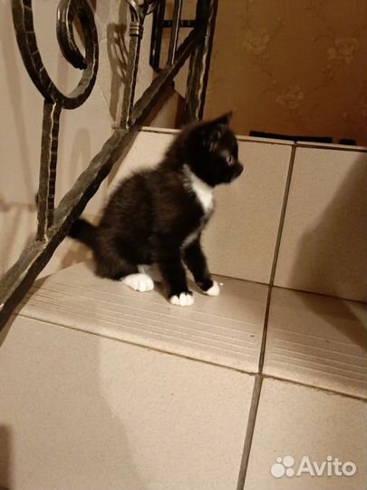 Котик в добрые руки