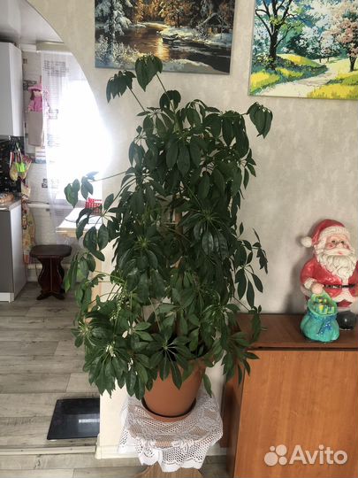 Комнатные цветы шефлера