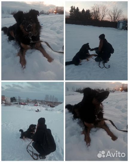 Выгул собак