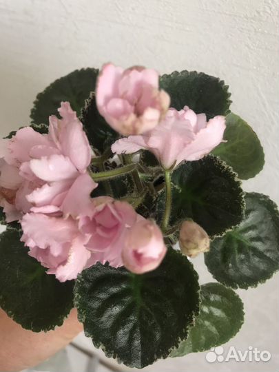 Сортовые фиалки