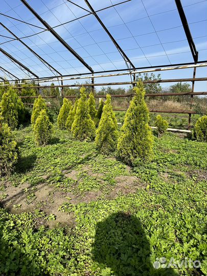 Туя голден смарагд