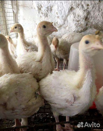 Индюшата бройлерные Виктория и Грейд Мейкер