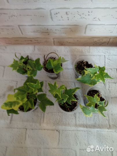 Плющ Хедера, трехцветный