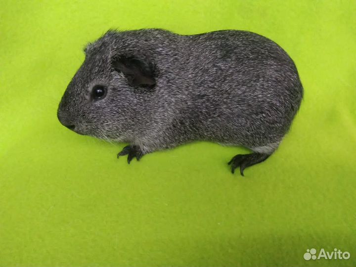 Морские свинки