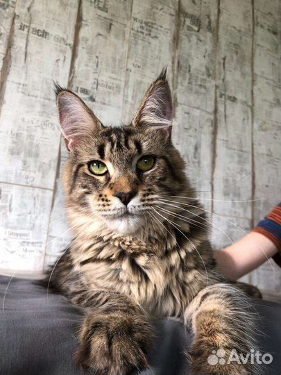 Котята мейн-кун