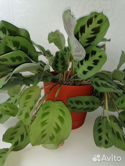 Маранта керховена